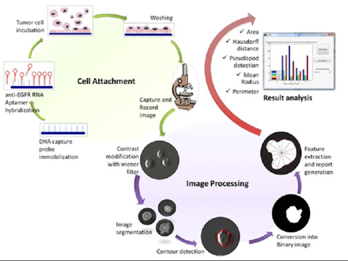 Schematic Showing Cell Behavior Tracking that Starts with RNA Molecules Immobilized on the Chip Surf