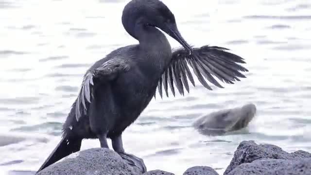 How Did the Galapagos Cormorant Lose Its Wings?