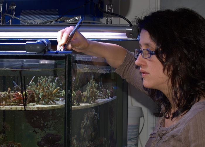 Propagating corals