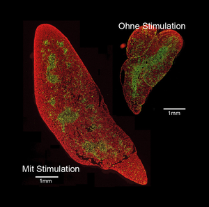 Tissue structure of the thymus organ