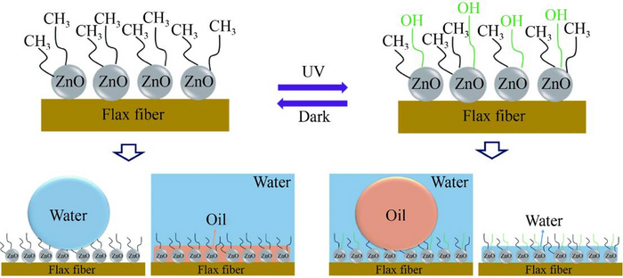 A bridge between hydrophobicity and hydrophilicity of flax fiber: a breakthrough in the multipurpose oil-water separation field