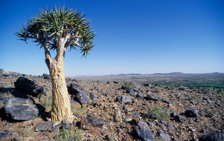 Habitat of the New Assassin Fly Species