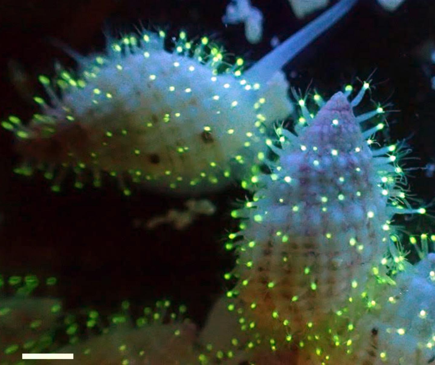 New Species of Fluorescent Polyps