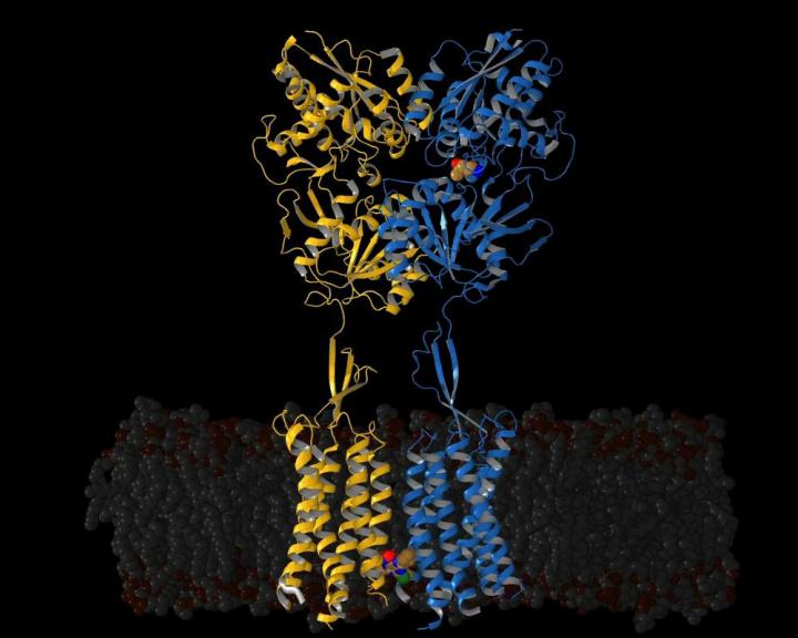 GABA-B components GB1 and GB2