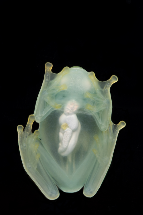 Glassfrog transparency