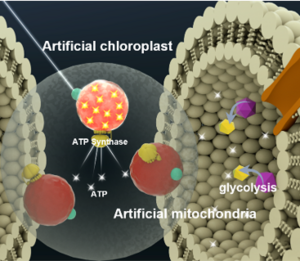 Concept of artificial chloroplasts and mitochondria