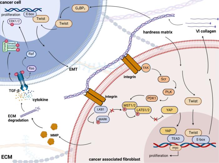 Cancer-associated fibroblasts crosstalk with extracellular matrix.