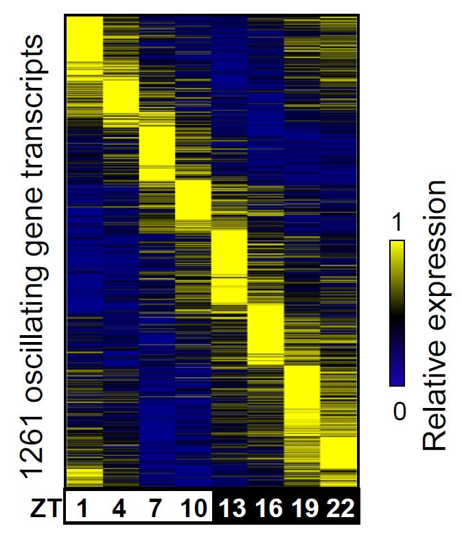 Genes Activated in the Liver