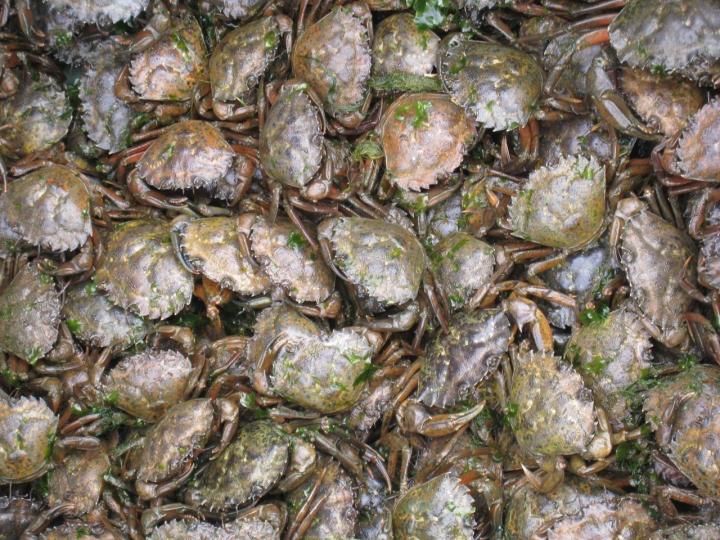 Green crab mass