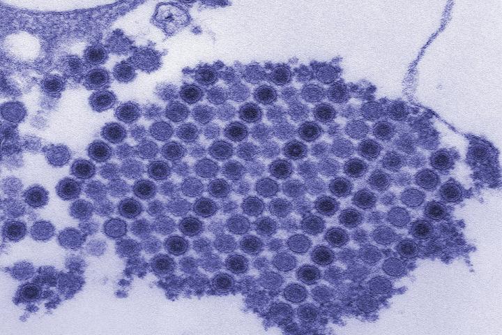 Crystallized chikungunya virus