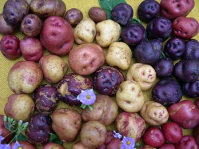 Canary Island Potatoes
