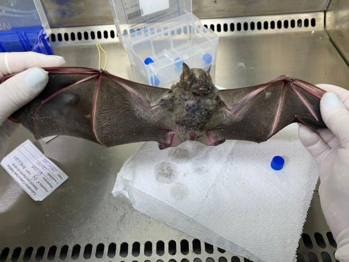 In Northeast Brazil, rabies virus variants from marmosets are found in bats