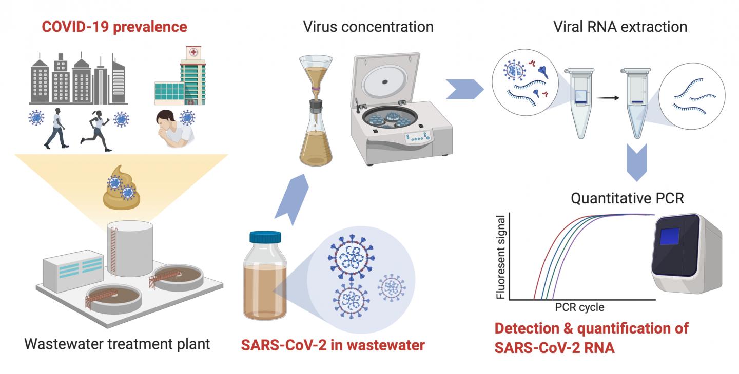 SARSCoV2 RNA detected in untreated wastewat EurekAlert!