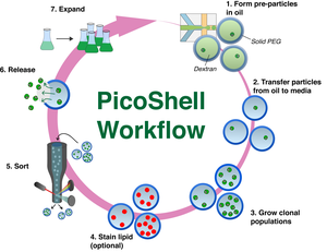 PicoShells Workflow
