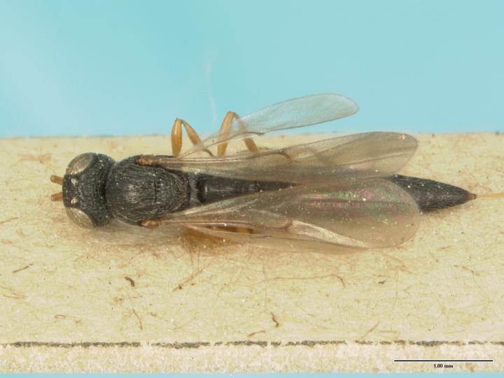 The Holotype Specimen of <em>Habroteleia flavipes</em>