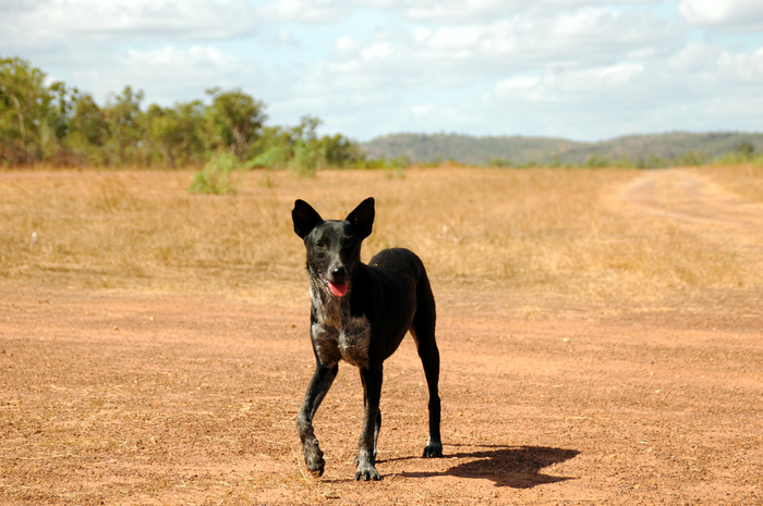 Free-roaming dog