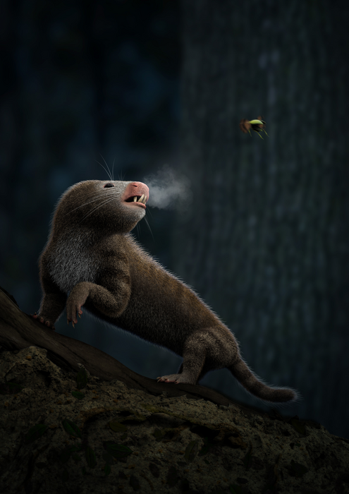 Mammal ancestor illustration