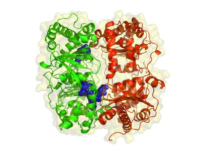 Structure of Human Insulin-degrading Enzyme (IDE) in Complex With Beta-amyloid