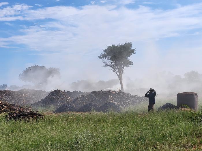 To combat the increasing dominance of woody plants, charcoal has been produced in Namibia's savannahs for some time. Select invasive species are removed in the process with the aim of improving the productivity of pastureland.