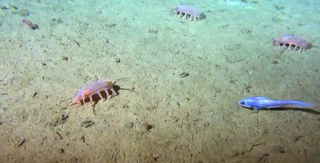 Deep-sea Animals at Station M