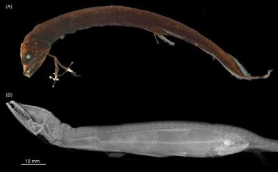 Dragonfish: Photo and X-ray