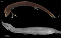 Dragonfish: Photo and X-ray