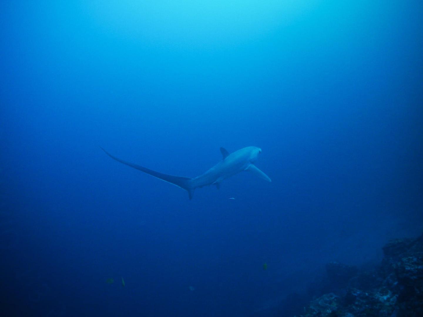 Thresher shark