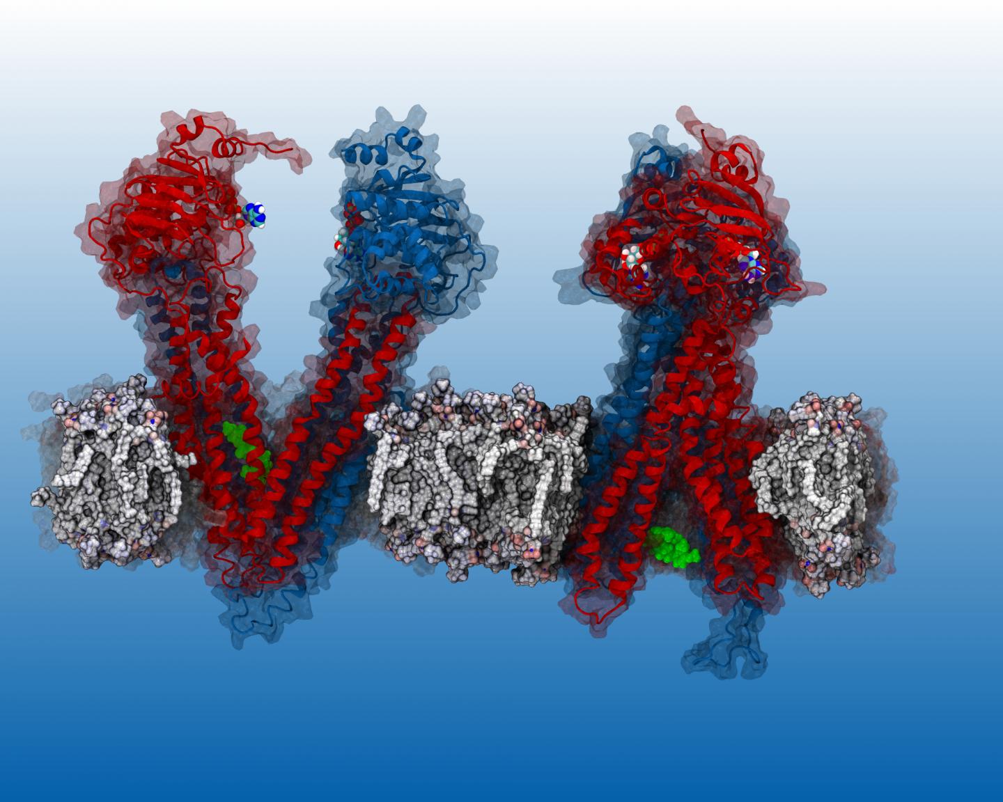 Simulation Reveals Verapamil Binding Site in P-gp