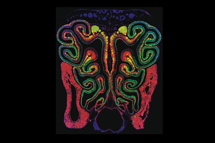 Scientists Uncover New Details in How Sense of Smell Develops