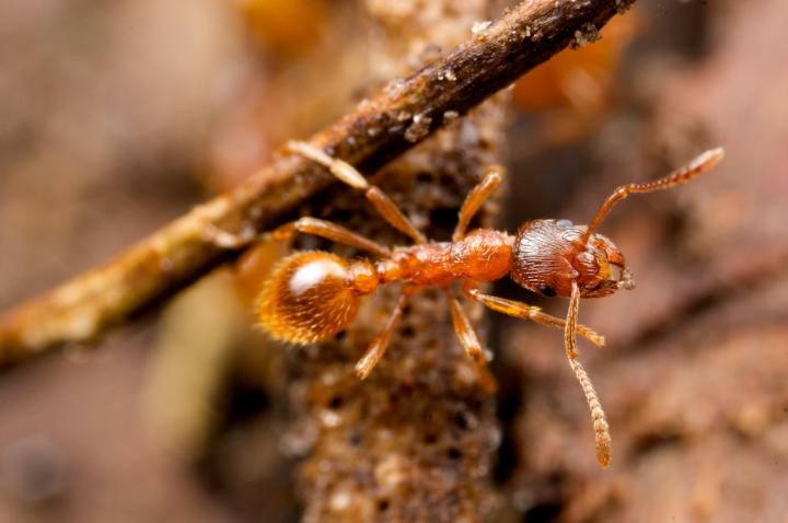 The European Fire Ant, <i>Myrmica rubra</i>