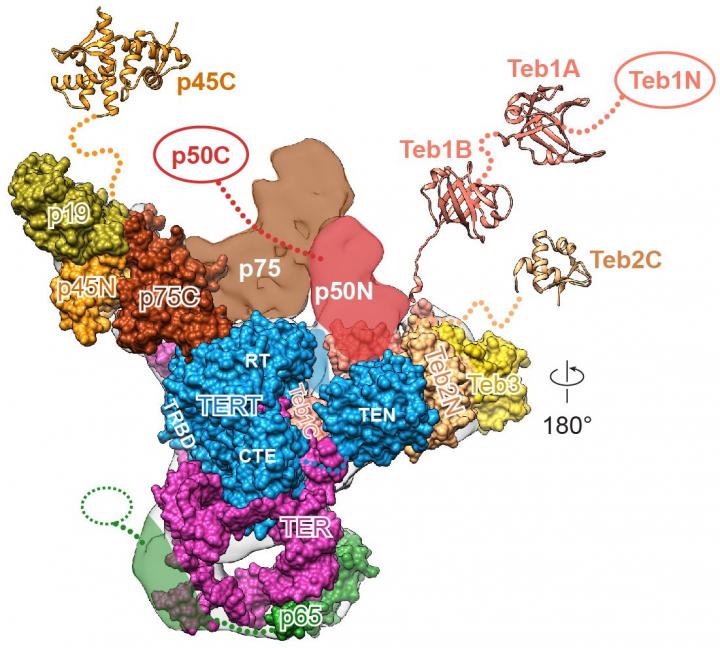 Telomerase Front View