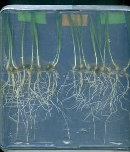 Barley seedlings grown in the laboratory and infected with the root rot fungus Bipolaris sorokiniana