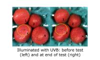UV-B (equal energy) Treatment Sample