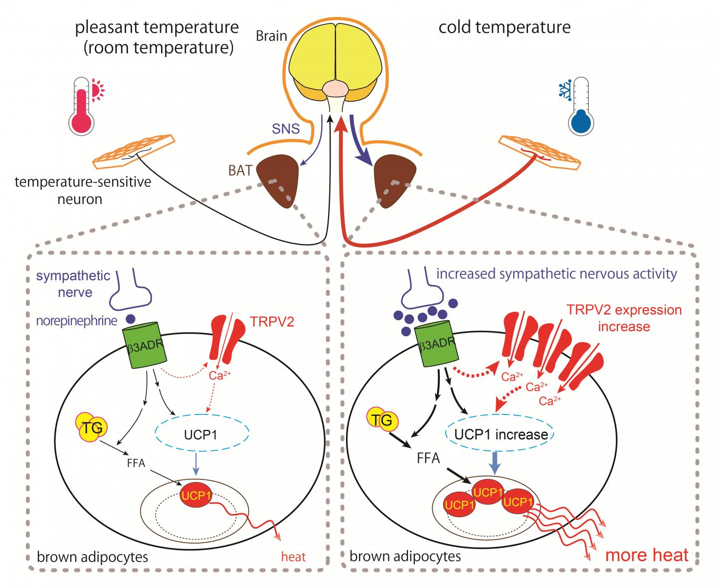 A Schematic Model for the Involvement of TRPV2 in Thermogenesis in Brown Adipose Tissue