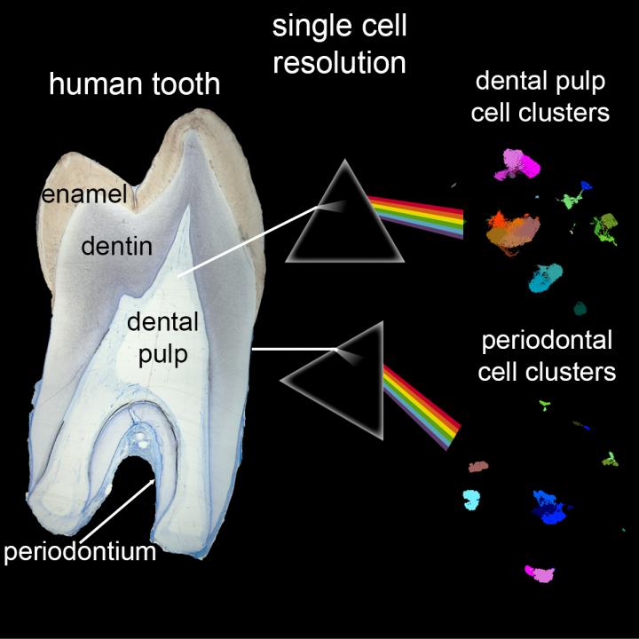 Atlas of teeth