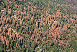Sierra Nevada forests during drought