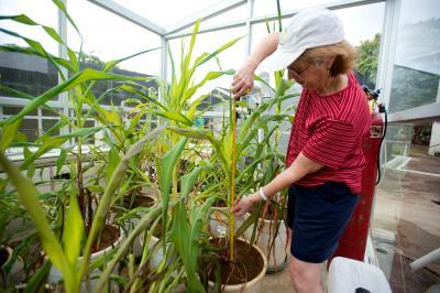 Dolores Piperno,  	Smithsonian Tropical Research Institute