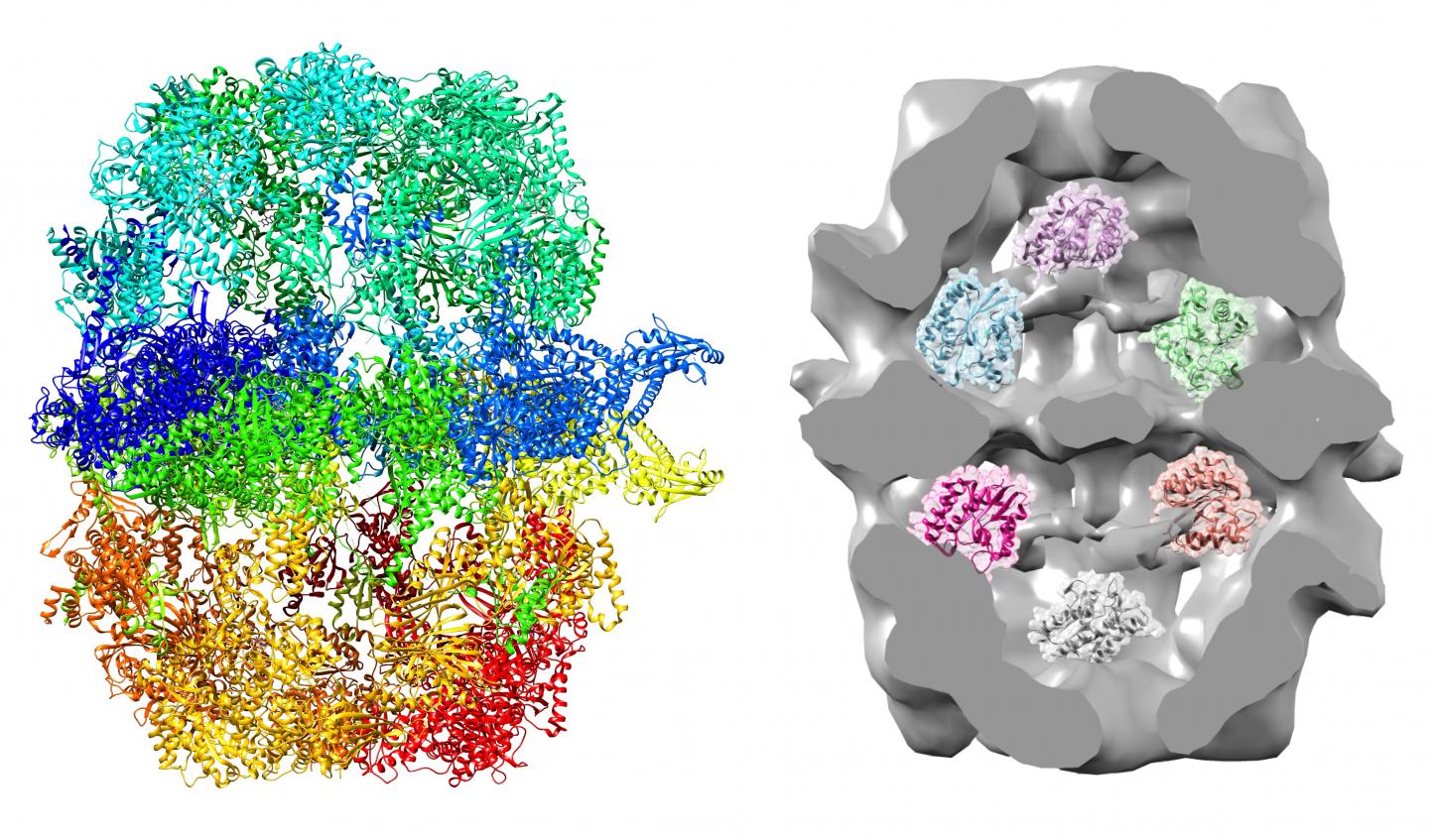 Fatty Acid Synthase with Foreign Enzymes