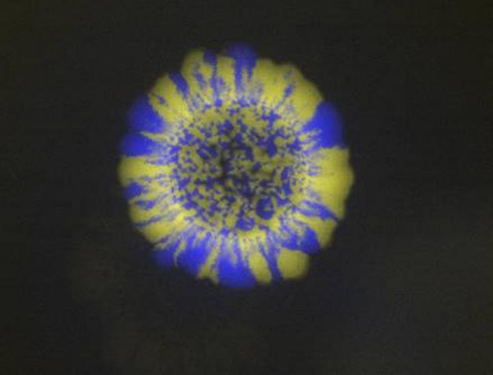 Evolution of Bacteria