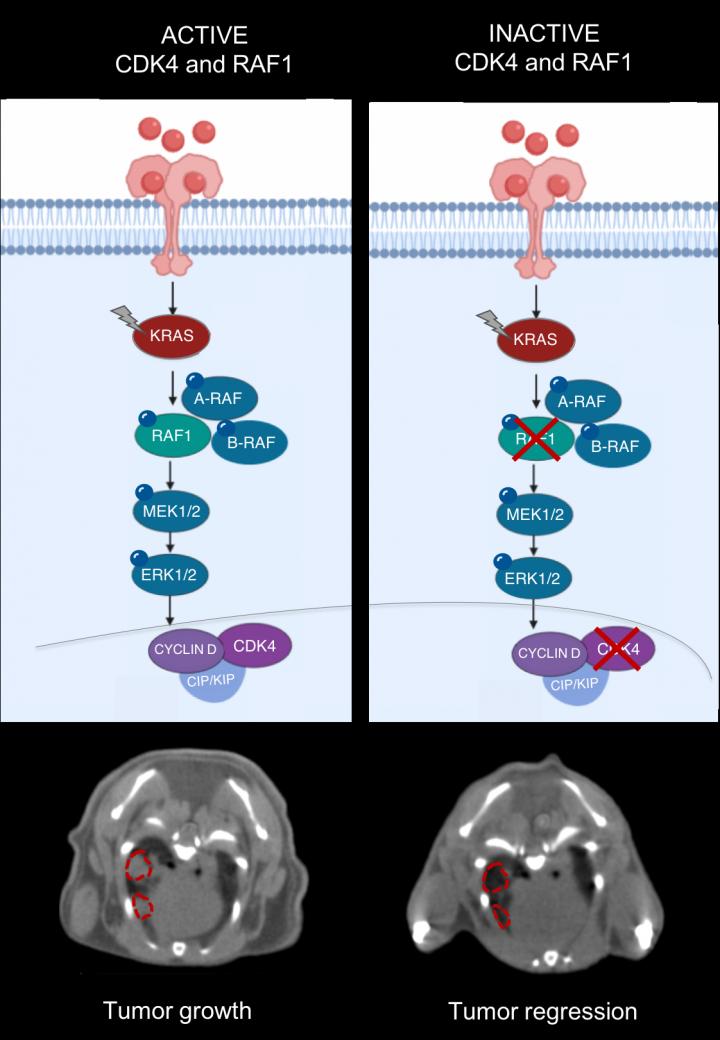 CDK4 and RAF1 inactivation, CNIO