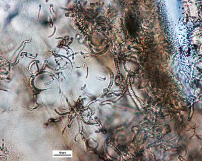 Tubular Features in 15 Million-year-old Impact Glass from the Ries Impact Structure, Germany