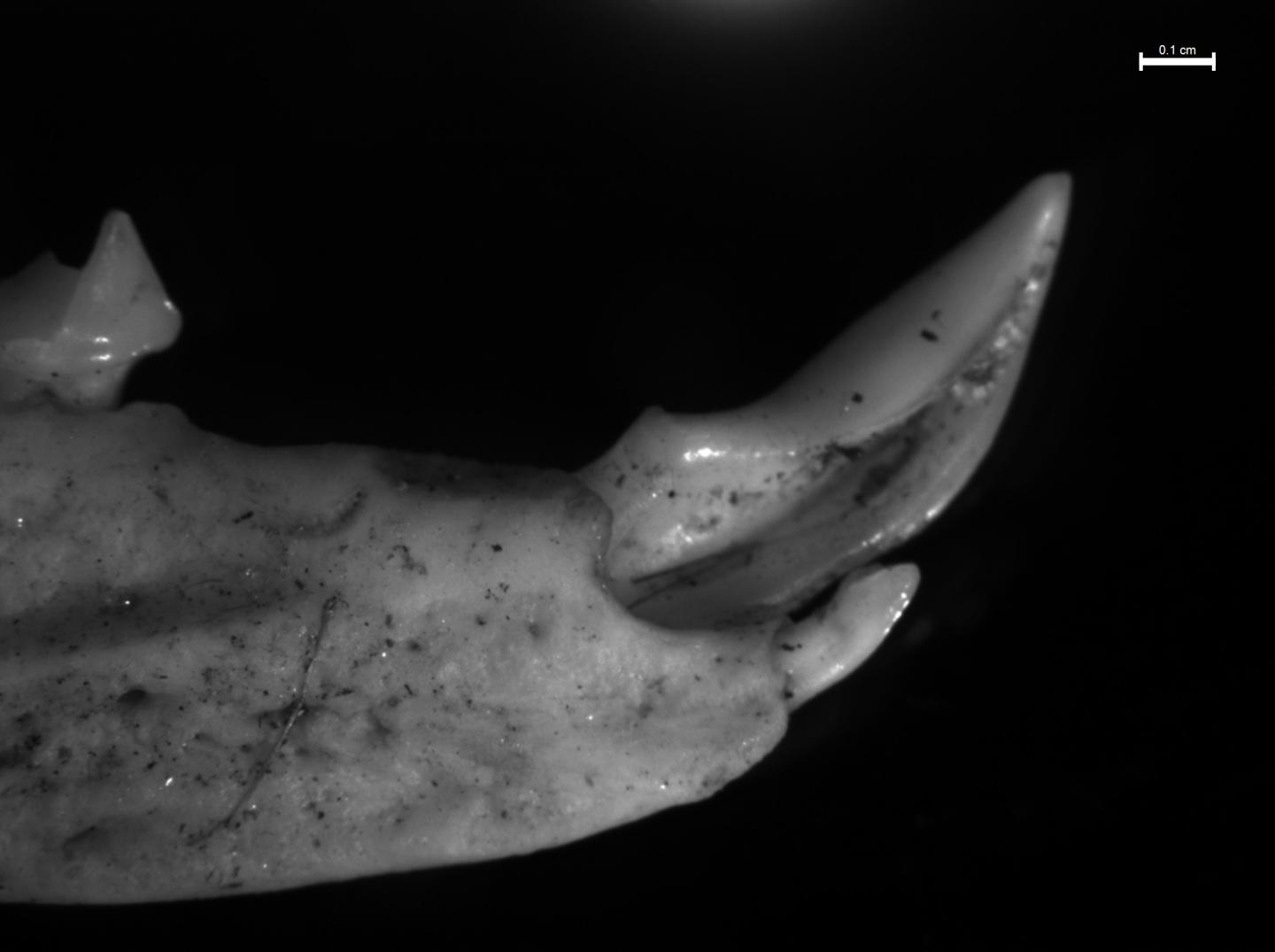 Venom Delivery Tooth