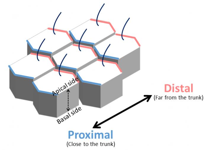 Epithelial Cells Constituting the Epithelial Tissue Have Two Cell Polarities