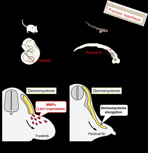 Schematic Representation of Previous Hypotheses