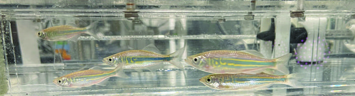 A school of Danio in the respirometer.jpg