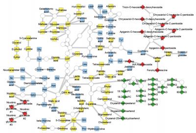 Rice Grain Metabolites