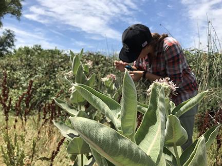 Harmful pesticides found in Western Monarch breeding ground