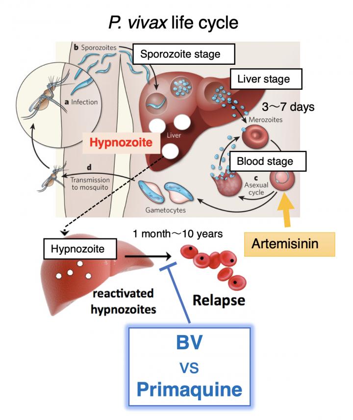 Figure 1 -- P. Vivax Life Cycle