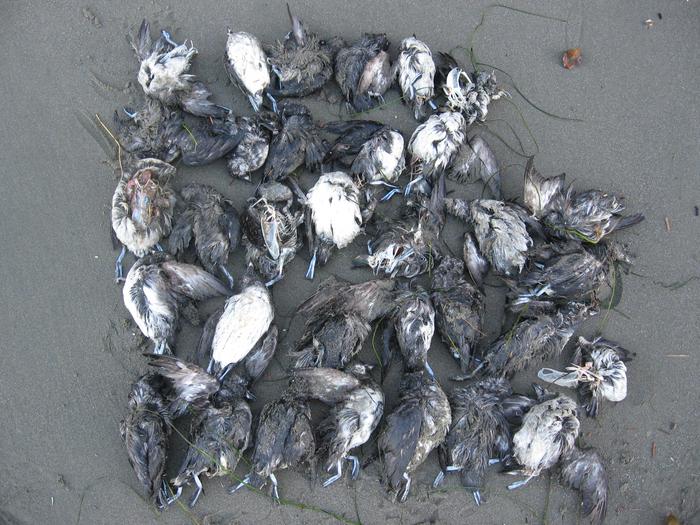 Cassin's auklets on beach