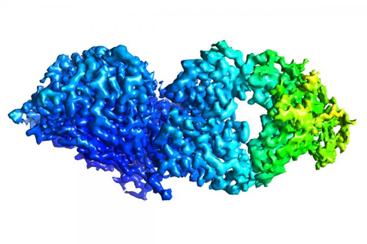 Influenza B Neuraminidase Bound to Antibody